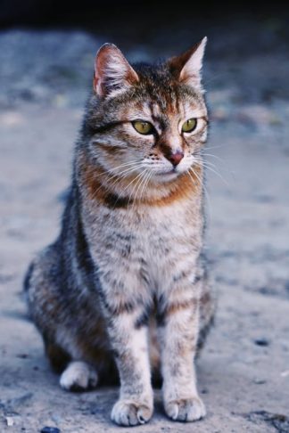 12 Month's Generic Frontline Plus For Cats 8 Weeks+, Flea and Tick Plus!