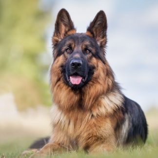 6 Month's Generic Frontline Plus For Large Dogs 45-88 lbs , Flea and Tick Plus!
