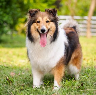 12 Month's Generic Frontline Plus For Medium Dogs 23-44 Pounds,  Flea and Tick Plus!