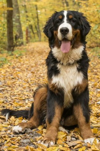 12 Month's Generic Frontline Plus for Dogs 89-132 Lbs, XLarge Dogs, Flea and Tick Plus!