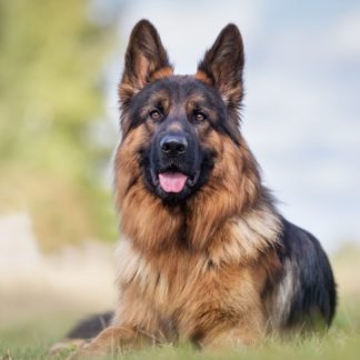 12 Month's Generic Frontline Plus For Large Dogs 45-88 Pounds, Flea and Tick Plus!